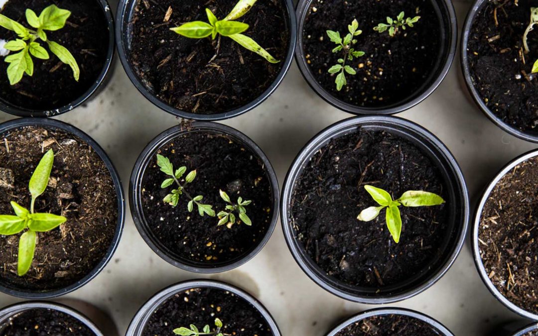 Why Gardening is Great for Your Mental Health and Well-Being