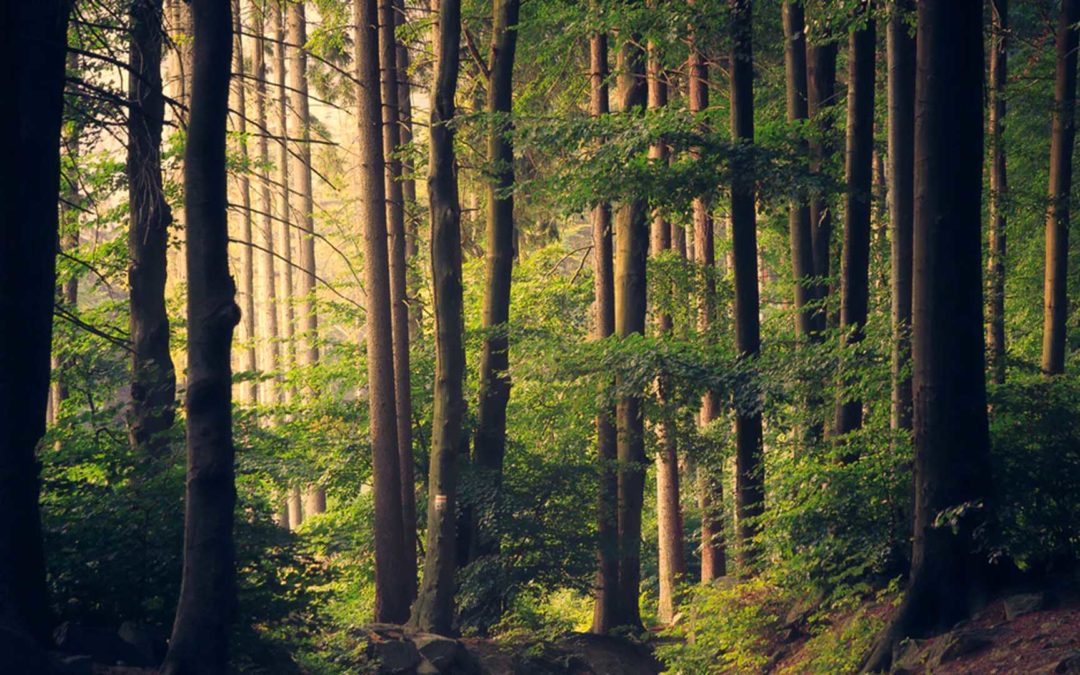 Nature Makes You Healthy?!